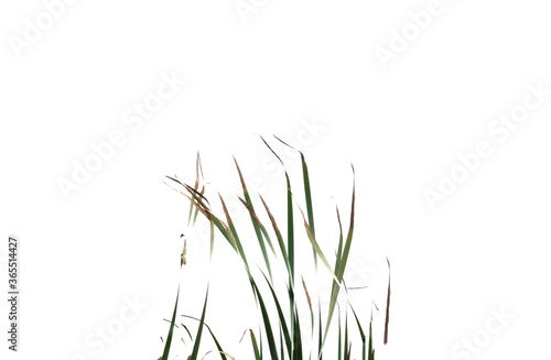 Blurred wild grass leaves with wind blowing on white isolated background for green foliage backdrop 