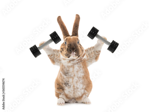 Photography Bunny with dumbbells isolated on a white background.