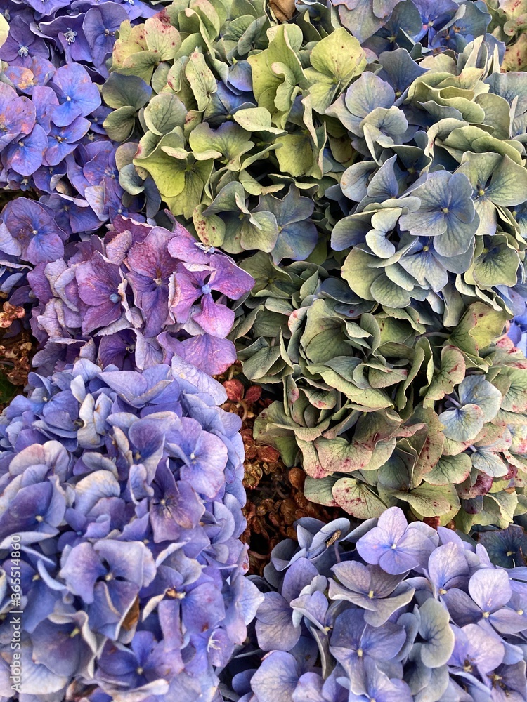 close up of a bunch of flowers