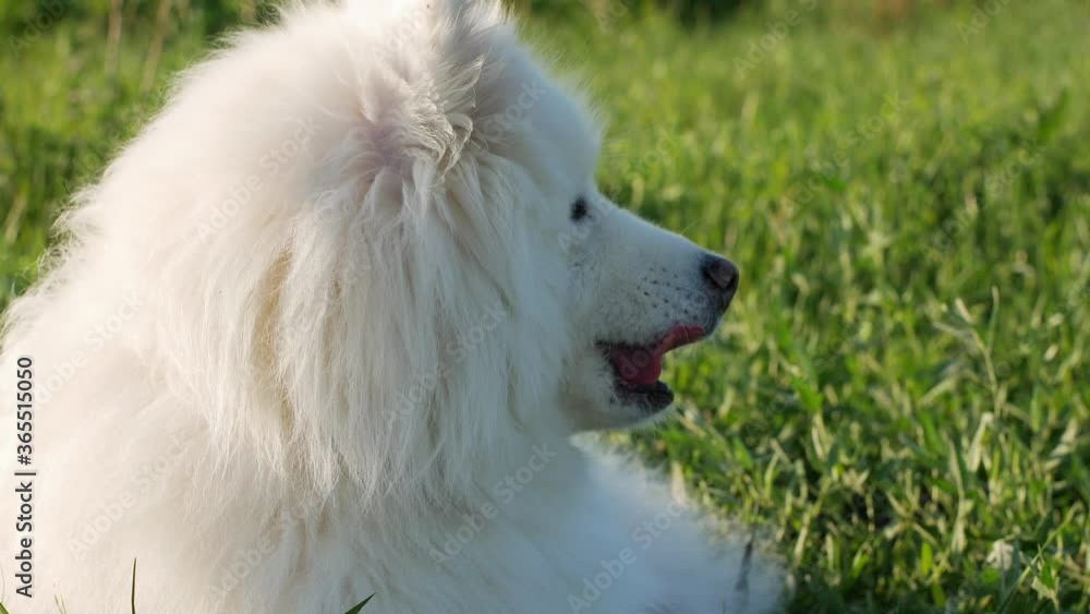 A beautiful white Samoyed dog lies on the green grass. Dog at sunset. Samoyed Laika close-up. A beautiful white Samoyed dog lies on the green grass. Dog at sunset. Samoyed Laika close-up.