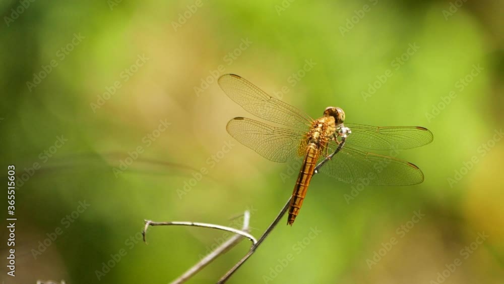 Golden dragonfly resting on stick with green background (slow motion) Golden dragonfly resting on stick with green background (slow motion)