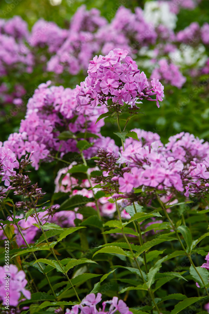 Blossom phlox paniculata in garden. Pink flower Phlox paniculata in natural background.