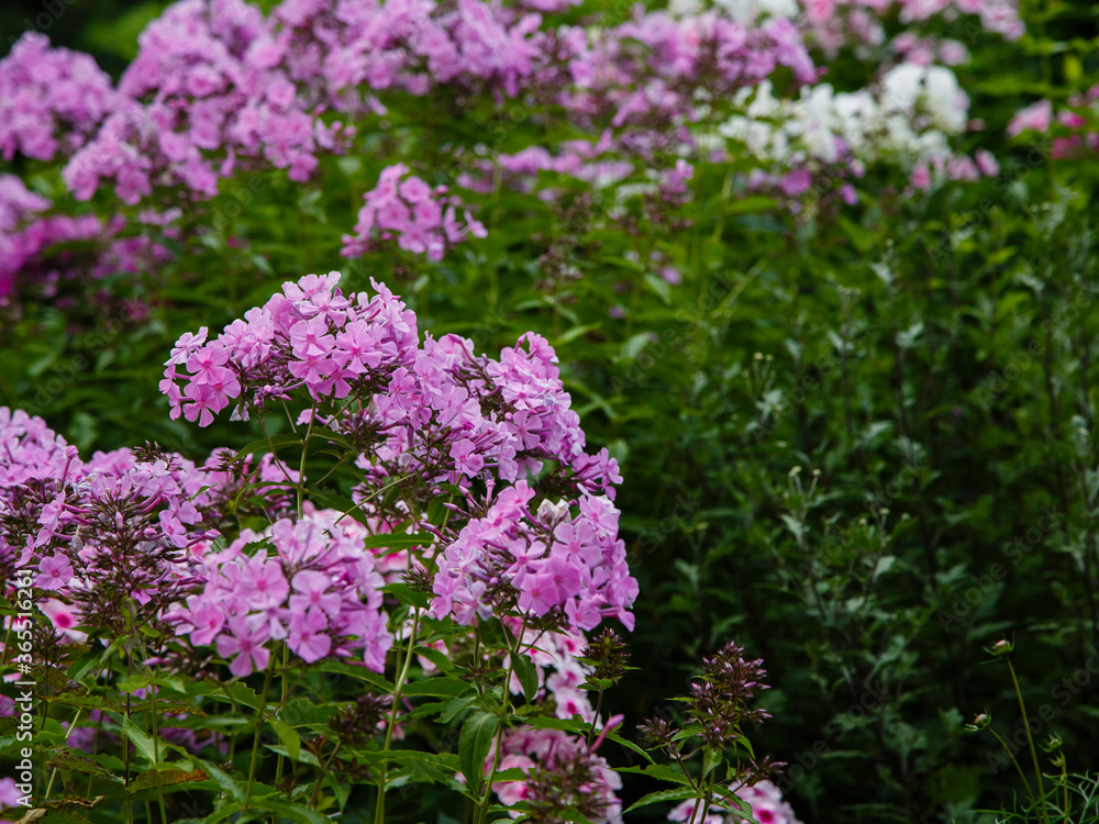 Obraz premium Beautiful flowers phlox paniculata. Flowering branch of purple phlox in the garden