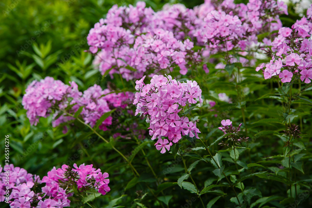 Obraz premium Beautiful flowers phlox paniculata. Flowering branch of purple phlox in the garden