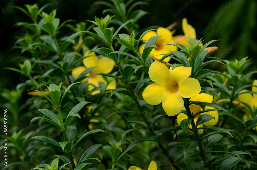 yellow flowers in the garden