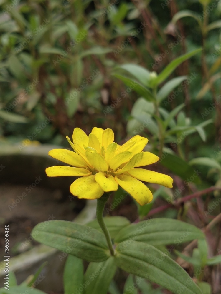 Yellow Flower Yellow Flower