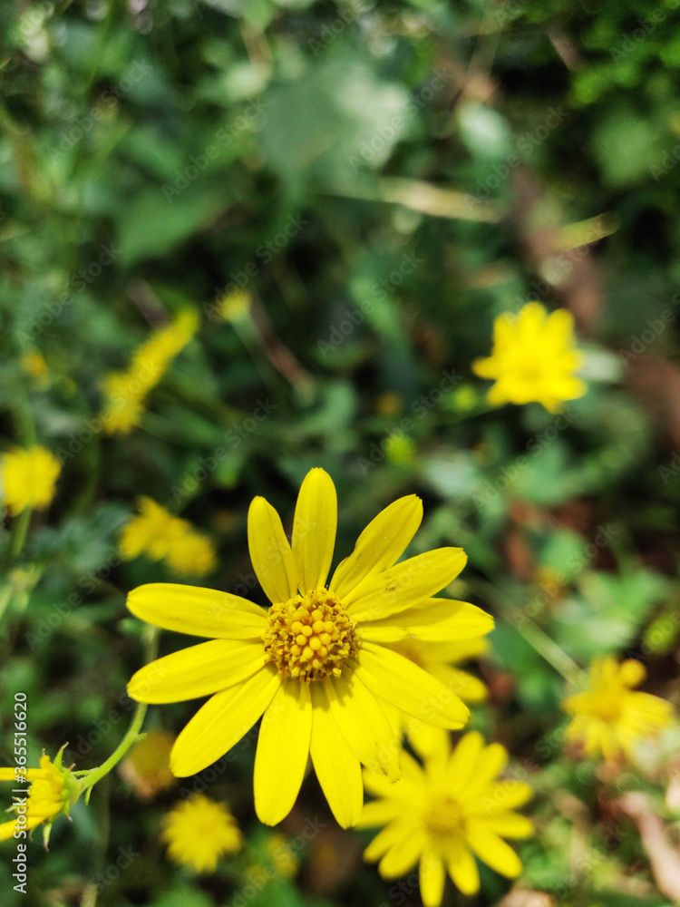 yellow flowers on a green background yellow flowers on a green background