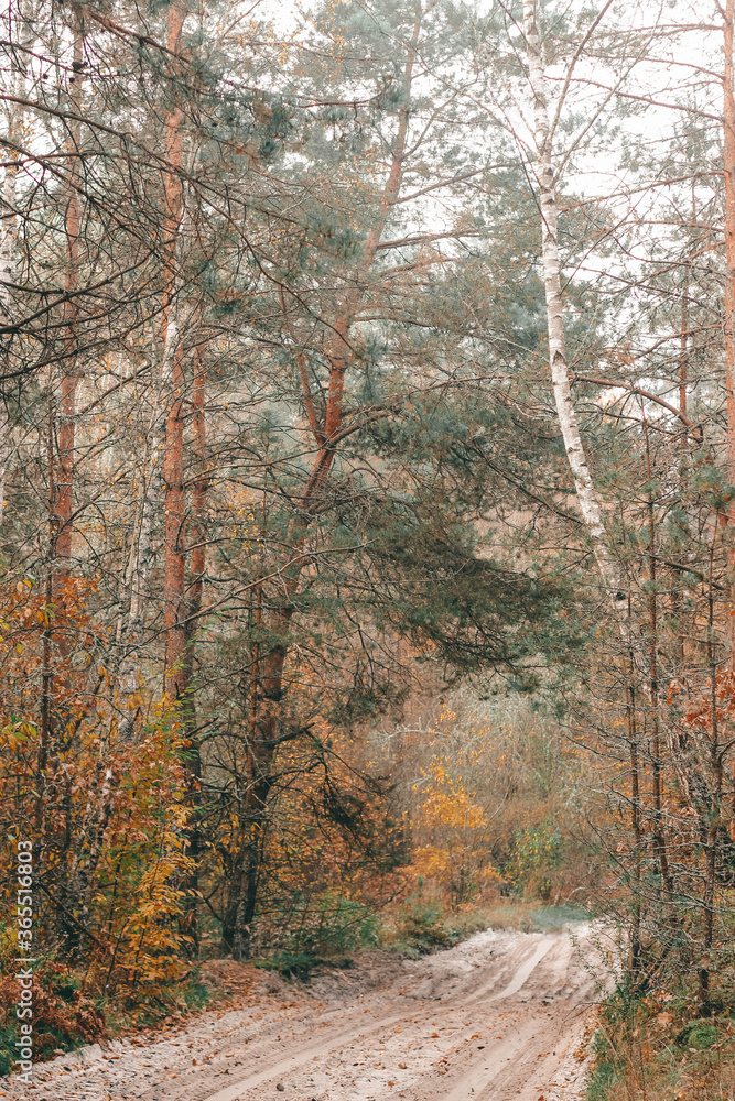 path in autumn forest path in autumn forest