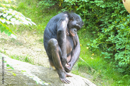 Bonobo inspecting private parts