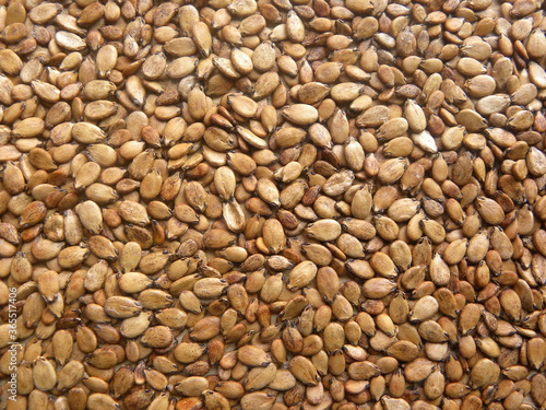 Brown color raw Watermelon seeds