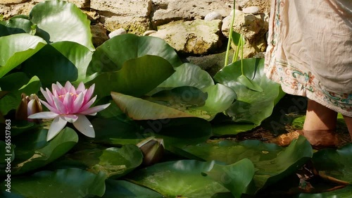 A woman in a long skirt walks into a lotus pond. A woman holds a lotus in her hands. Big beautiful pink flower close-up on a bright sunny day meditation.