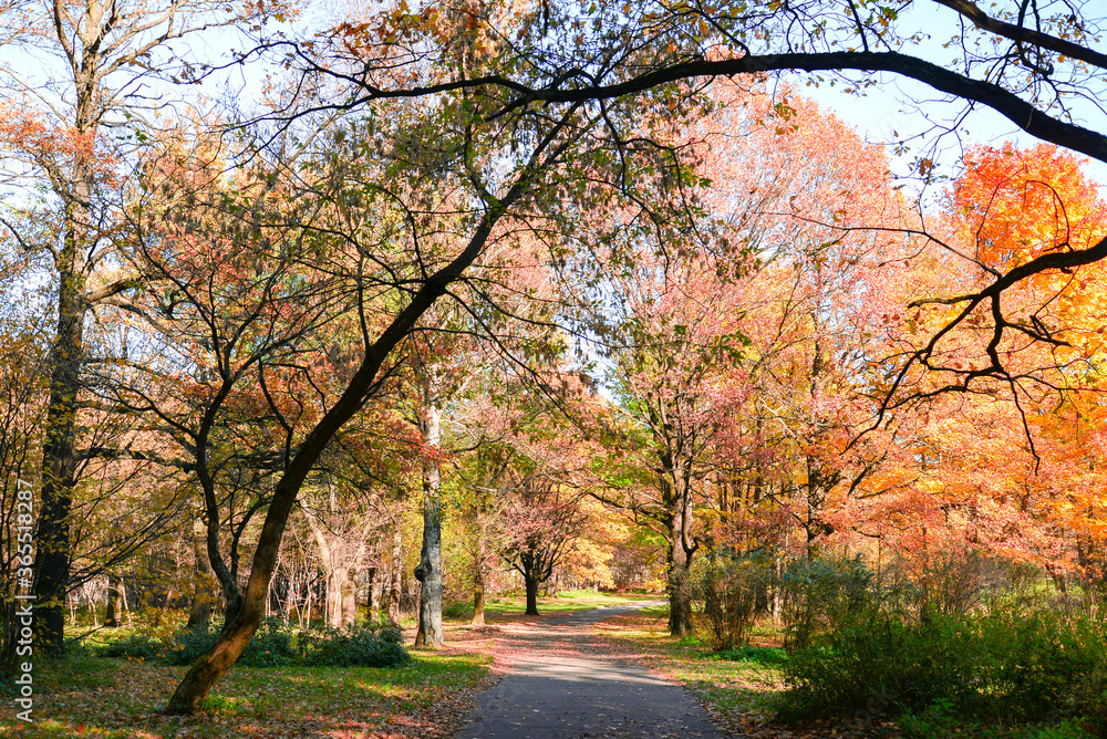 autumn trees in the park road