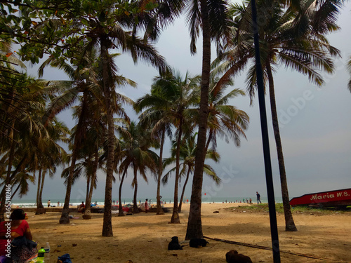 coconut trees at the beach