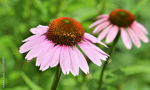 Echinacea purple on a green background