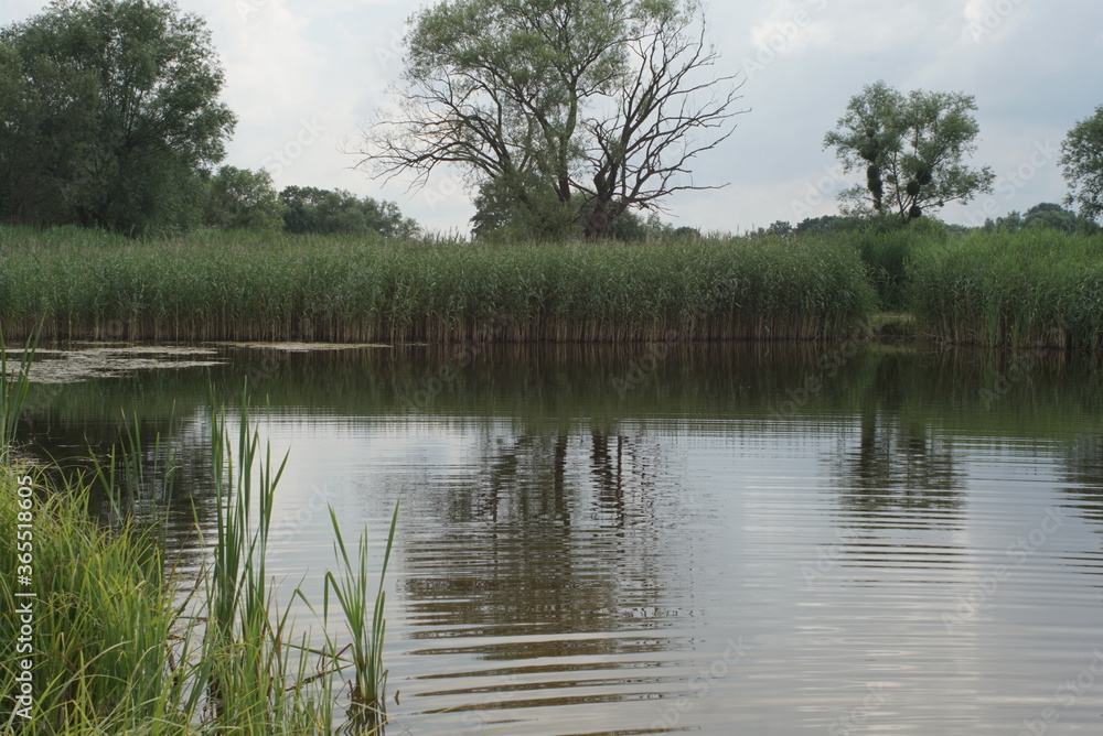 Fototapeta premium pond with reeds in summer