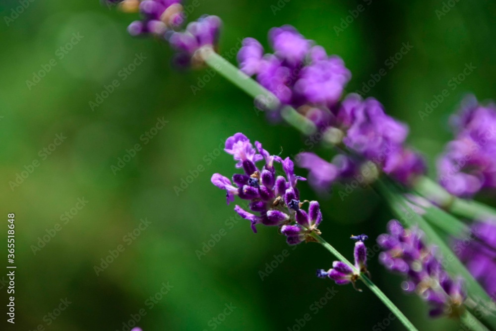 close up of lavender flowers close up of lavender flowers