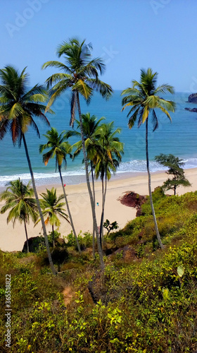 trees on the beach