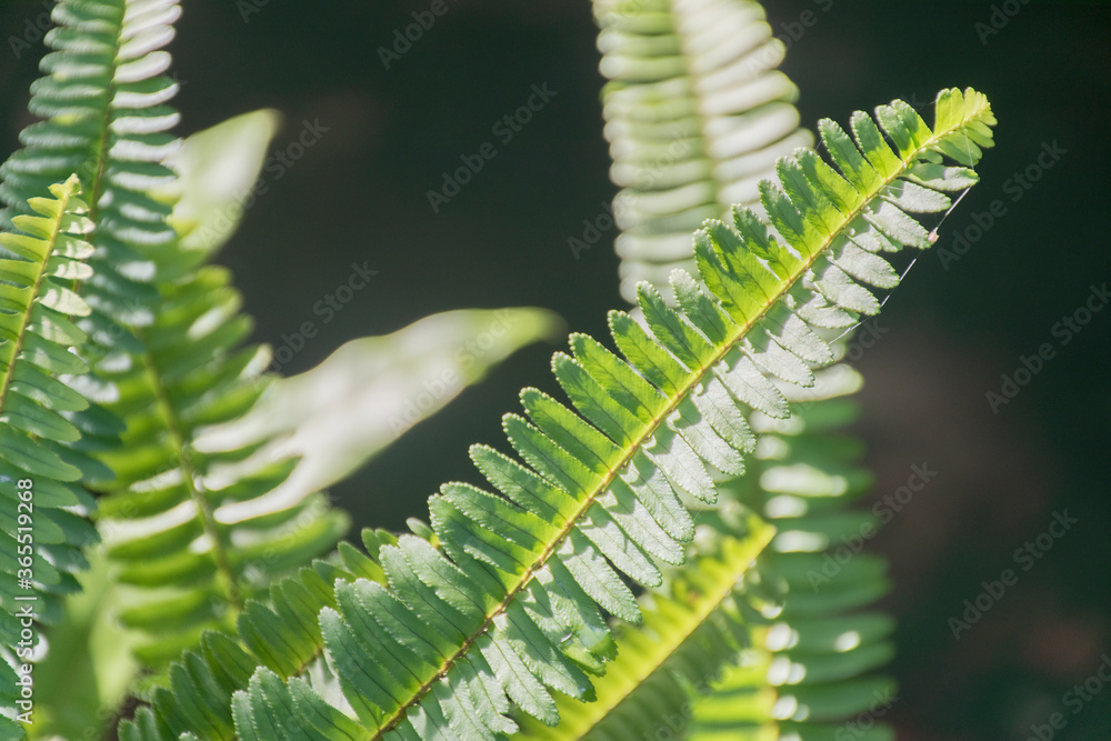 Fototapeta premium The oblique stripes of the image are light green and exposed to sunlight.