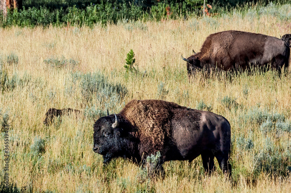 Bison (Bison bison) in Yellowstone National Park, USA Bison (Bison bison) in Yellowstone National Park, USA