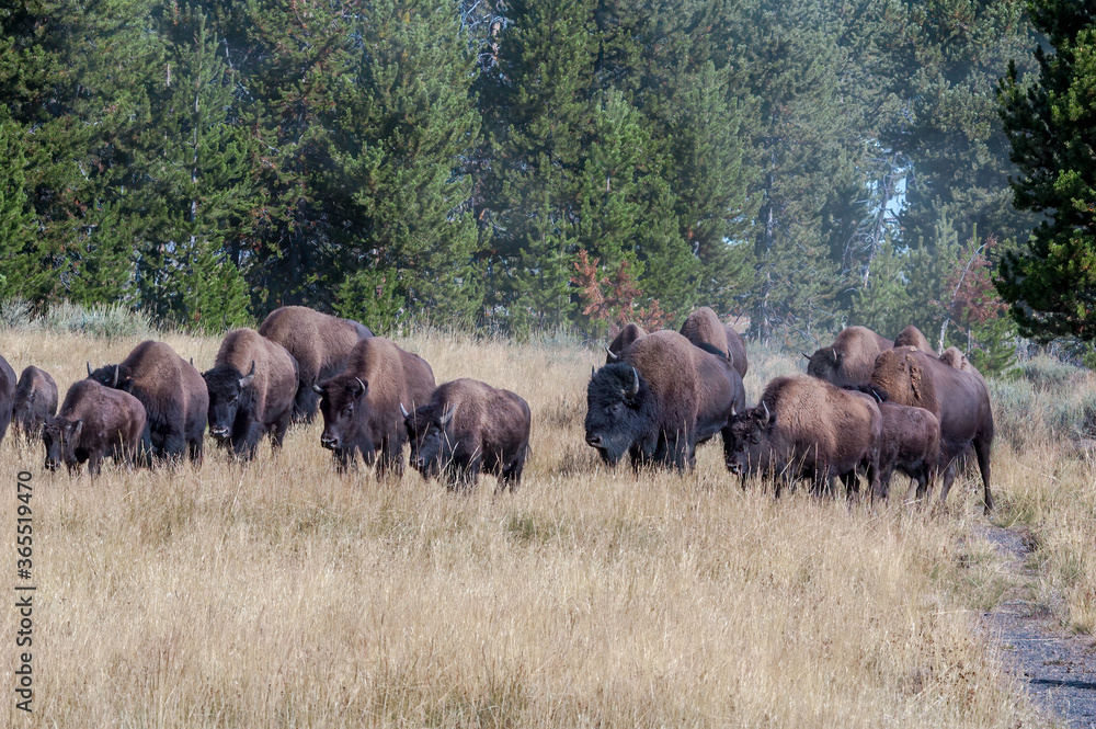 Bison (Bison bison) in Yellowstone National Park, USA Bison (Bison bison) in Yellowstone National Park, USA