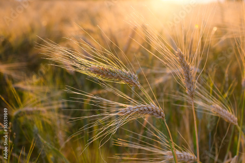 cereal field at sunset in summer