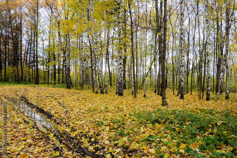 autumn birch trees in the park