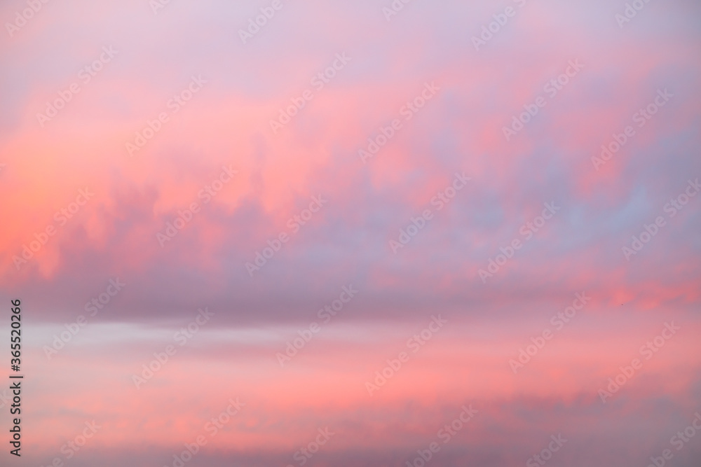 The sky with cirrus and cumulus clouds is pink at sunset