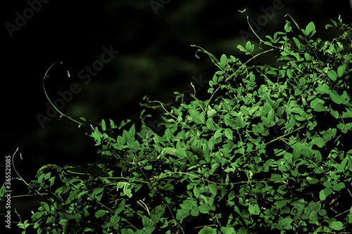 Fern
