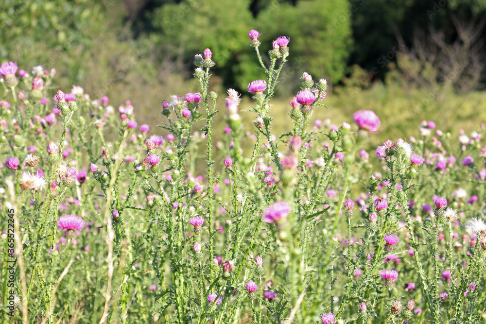 Blooming thistle in the meadow in summer