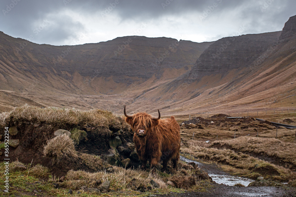 The Faroe Islands highland cow - obrazy, fototapety, plakaty 