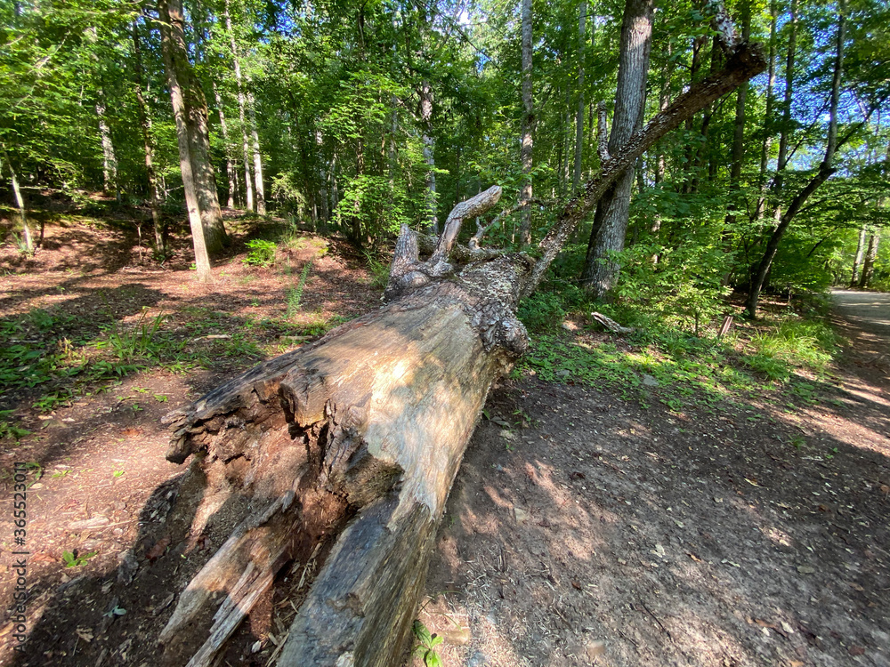 Obraz premium Fallen Tree