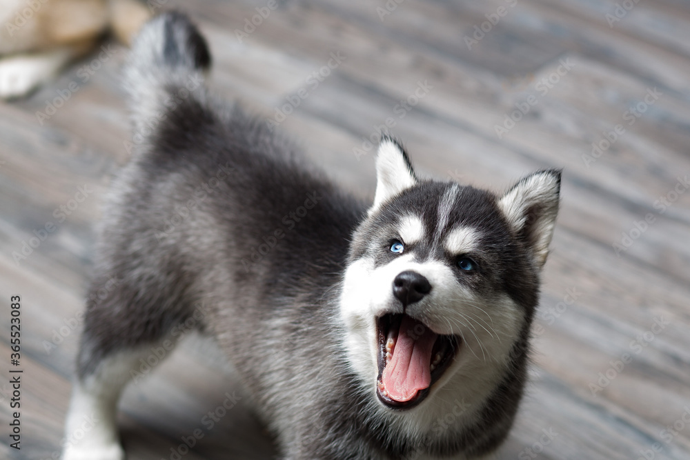 a Siberian husky puppy looks at its owner.A dog with blue eyes