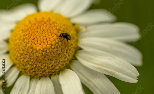 Close up of a chamomile