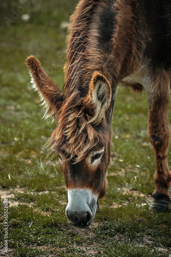 portrait of a donkey in a field