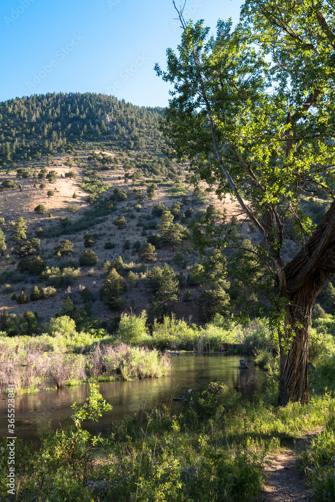 Dawn light in summer on the Cimarron River in Cimarron Canyon State ...