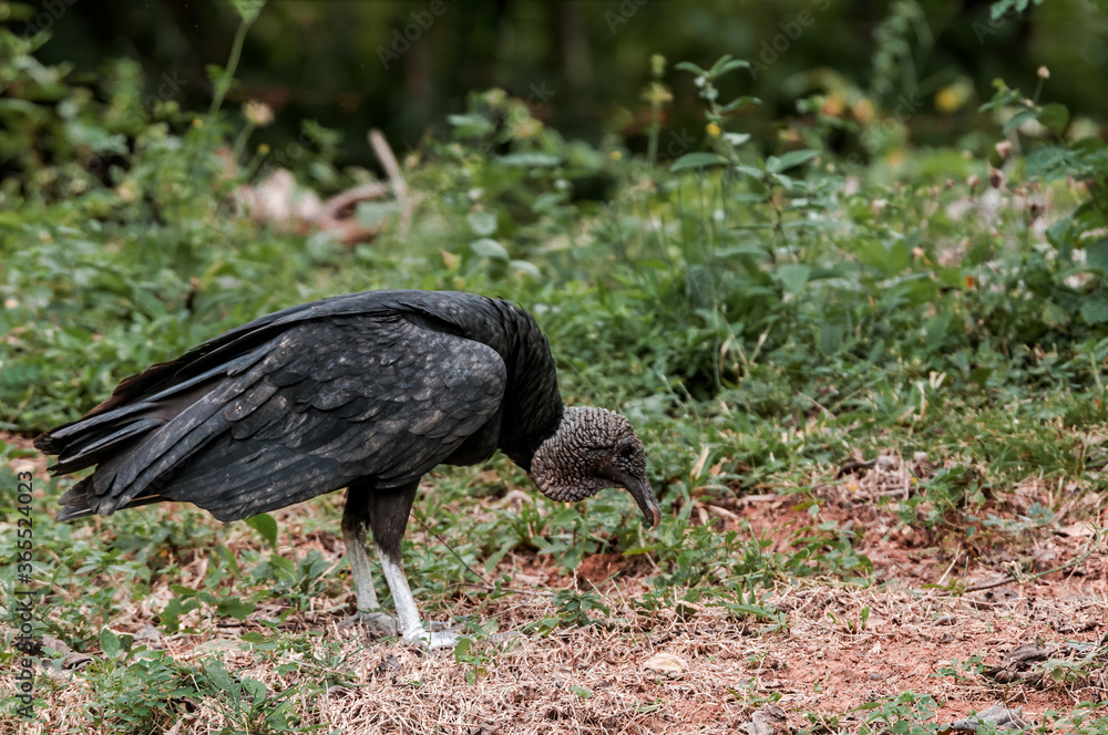 Black Vulture (Coragyps atratus) in tropical forest, Nicaragua Black Vulture (Coragyps atratus) in tropical forest, Nicaragua