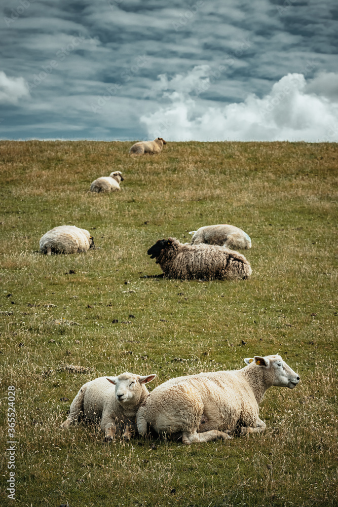 Fototapeta premium sheep and lambs