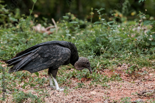 Black Vulture (Coragyps atratus) in tropical forest, Nicaragua