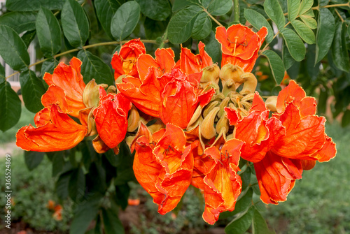 African Tuliptree (Spathodea campanulata) in garden, Nicaragua photo