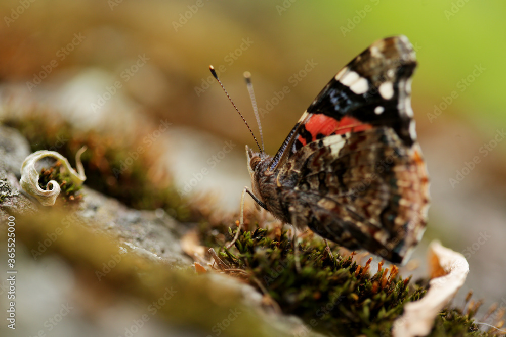 Obraz premium Butterfly, Rusalka admiral, Vanessa atalanta