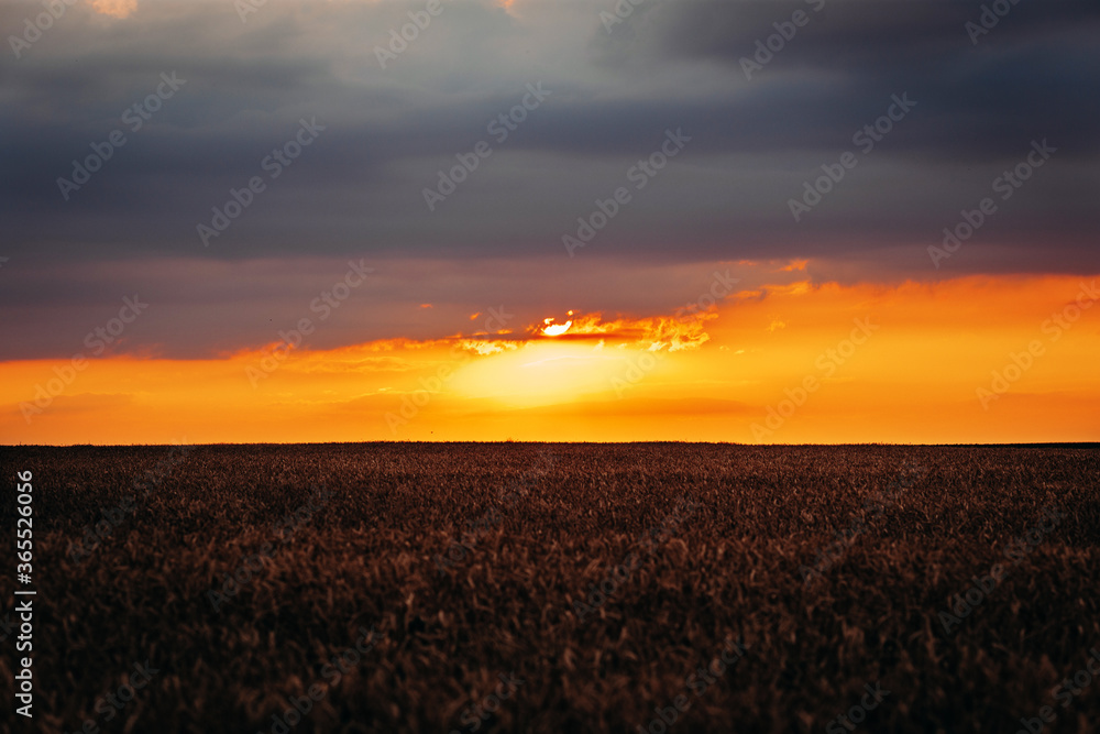 orange sunset. Quality photo. Wheat field against the background of bright colorful order and red sun. used as flashlights. beauty in the world. season agriculture grain harvest