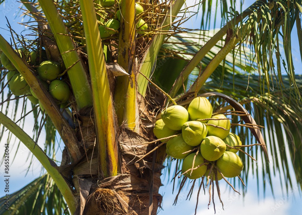 Fototapeta premium Bunch of coconut on the tree