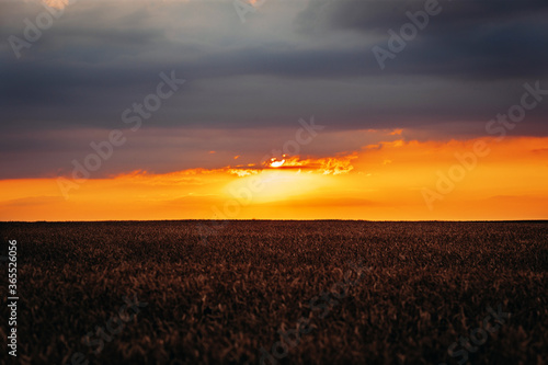 orange sunset. Quality photo. Wheat field against the background of bright colorful order and red sun. used as flashlights. beauty in the world. season agriculture grain harvest