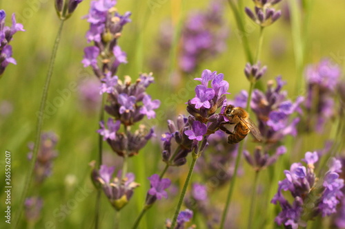 Working bee on lavender field