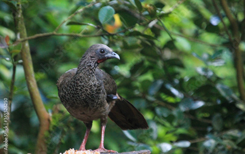 Guacharaca bird on a tree