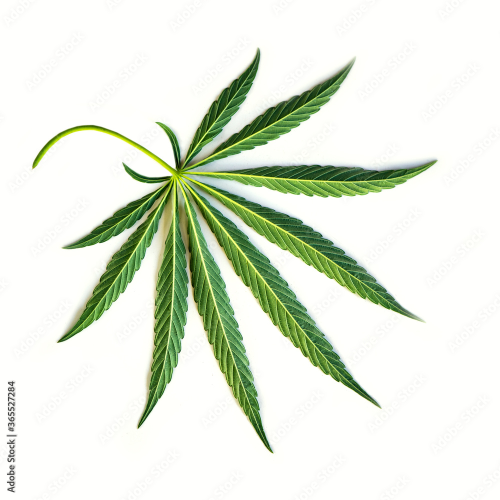 Cannabis leaf on a white background.Openwork leaf of hemp.Openwork leaf of hemp.Very textured green hemp leaf on a white table.