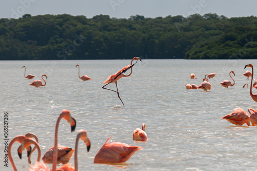 flamingos in the lake walking beautiful  photo