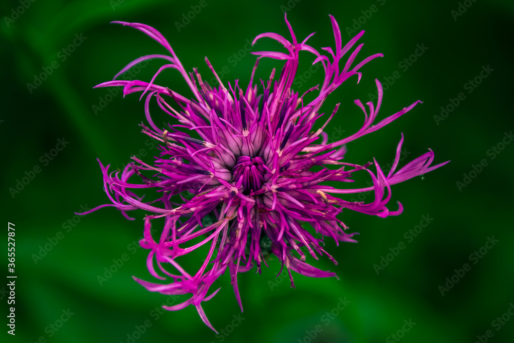 closeup of a purple thistle flower closeup of a purple thistle flower