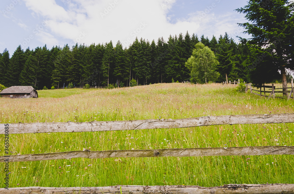 Fototapeta premium Rural green landscape with fence