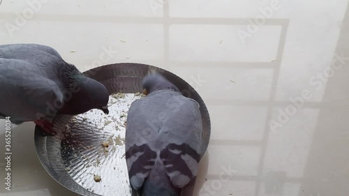 Top view of two pigeons eating grains from the steel bowl